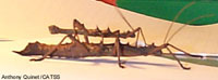 aretaon asperimus
