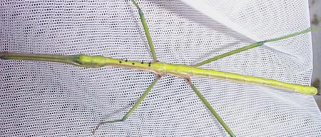 paramexenus laetus